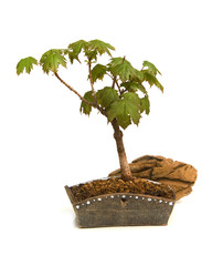 bonsai isolated on white background