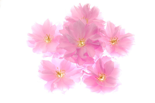 pink flowrs