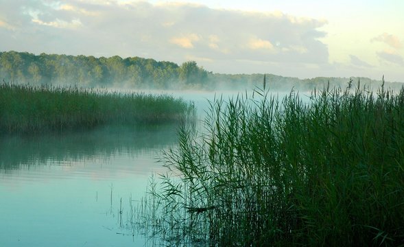 brume et roseaux