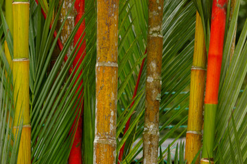 big colored bamboo macro