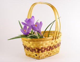 Fototapeta na wymiar crocus in the basket