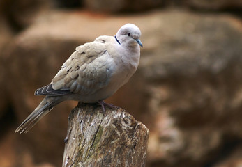 pigeon