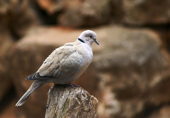 pigeon