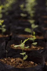 plant