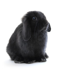 bunny rabbit © Elenathewise