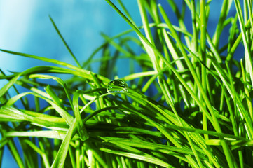 drop in grass