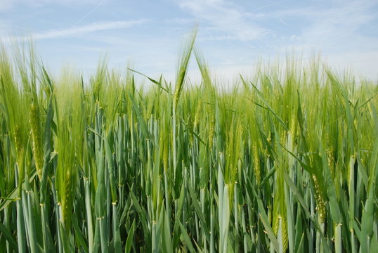 epis de ble vert