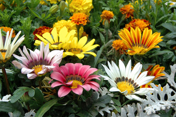 mixed color gazania