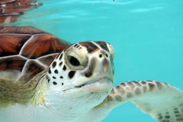 Fototapeta premium water turtle