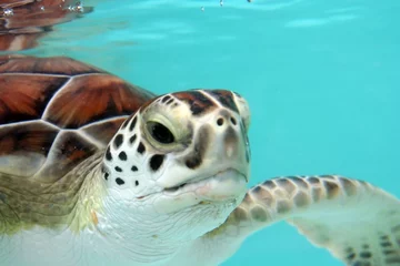Photo sur Plexiglas Tortue tortue d& 39 eau