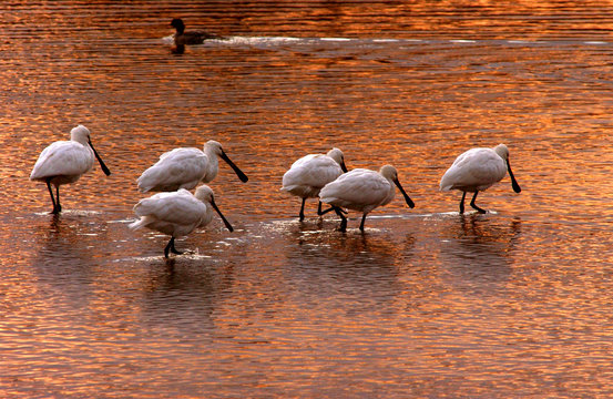 Eurasian Spoonbill