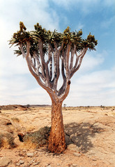 köcherbaum