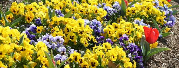 Cercles muraux Pansies spring flowers