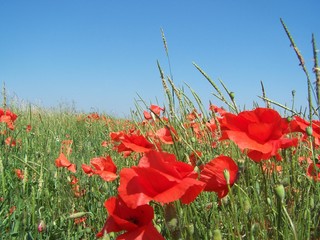 klatschmohn
