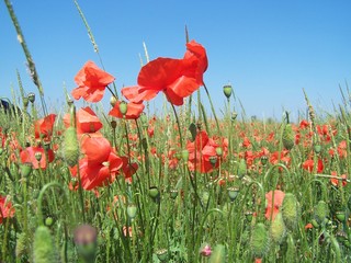 klatschmohn