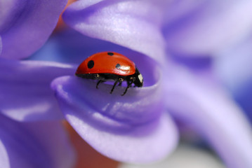 ladybug