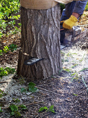 man cutting through trunk of tree with chainsaw