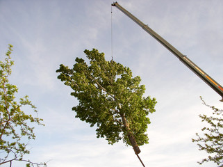 crane lifting an entire tree up into the air