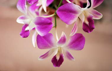 Fototapeta na wymiar thai orchids