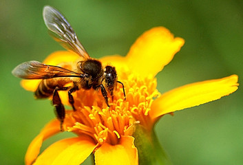 bees and pollen