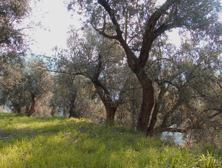 olive trees on terraces