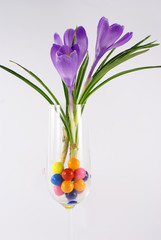 pretty flower on violet color