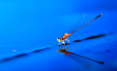 damselfly on leave just below the water surface