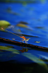 damselfly on leave