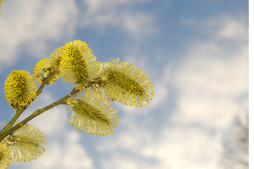 willow