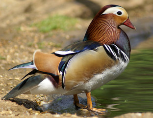 mandarin duck