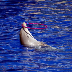 delfín con aro