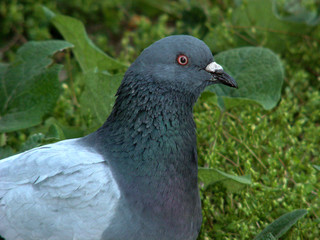 pigeon