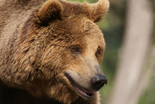 oso pardo cant&aacute;brico