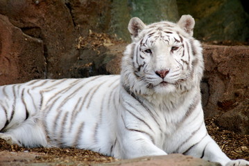 Fototapeta premium tigre blanco
