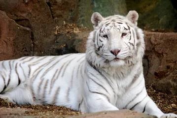 Papier Peint photo Lavable Tigre tigre blanco