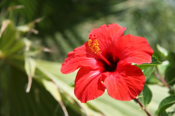 red hibiscus