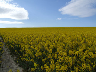 track through crops