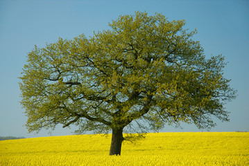 Fototapeta premium landschaft rapsblüte