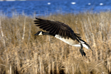 canada goose in flight