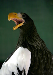 steller`-tailed sea eagle