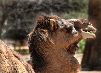 camel chewing