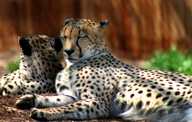 two cheetahs eyes closed