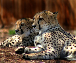 two cheetahs watching