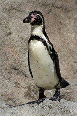 Obraz premium penguin standing on rock