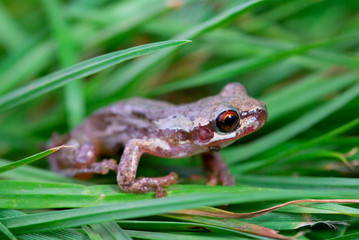little red eyed frog in grass