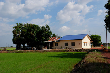Fototapeta premium trees, farm house and paddy field