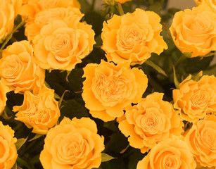 wedding bridal roses from above, from top