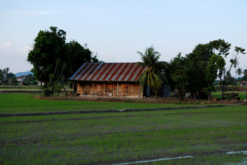 Fototapeta na wymiar trees, farm house and paddy field