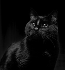 black cat
