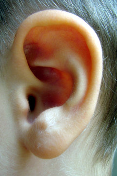 oreille